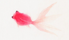 小金鱼漫画,趣味横生的海洋生活